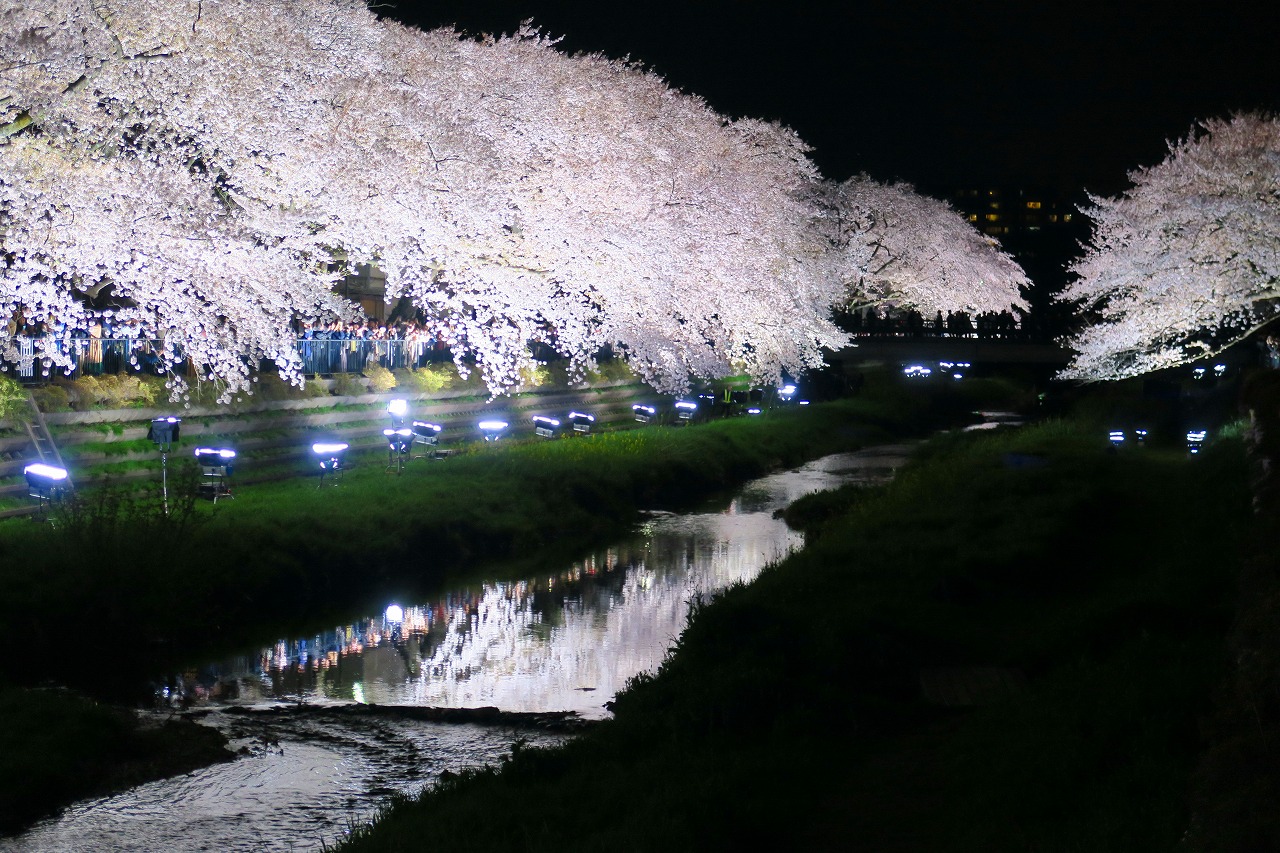 18 弥生 野川夜桜 佐賀の旅